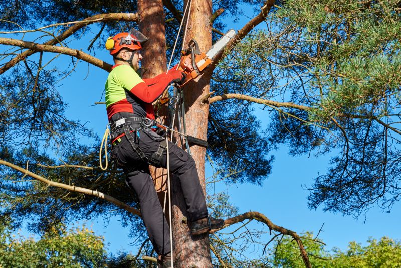 Tree Cutting Services
